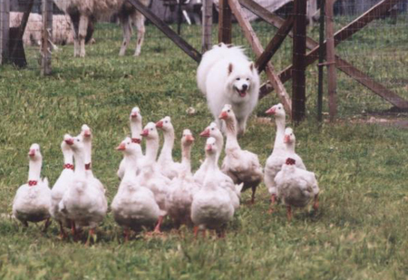 Samoyed store herding reindeer