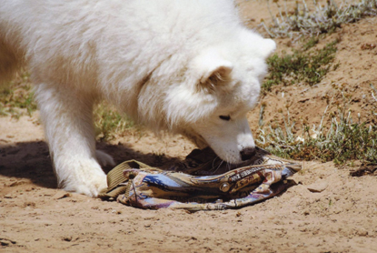 Canine Nose Work: A Sport for Dogs That Love to Sniff